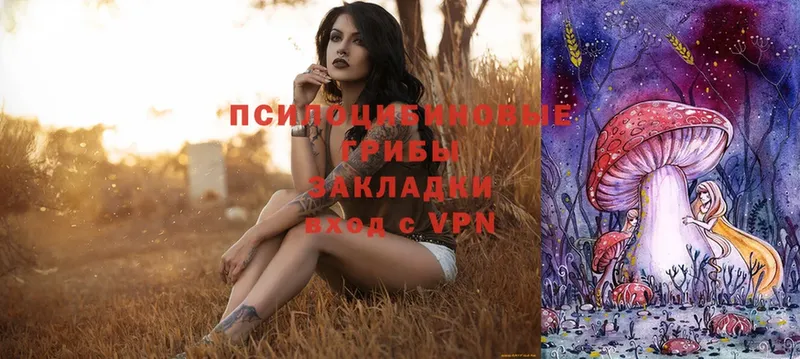 Галлюциногенные грибы Psilocybe  Петропавловск-Камчатский 